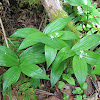 Star Solomon's Seal