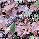 Garder snake