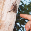 Long-nosed bat