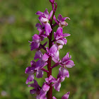 Early Purple Orchid