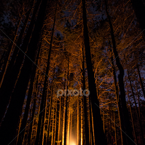 Camping by Luka Popadić - Landscapes Forests