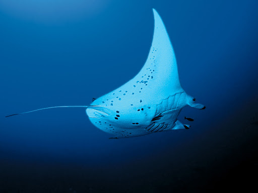 manta_ray - Get close enough to touch the soft, downy skin of a graceful manta ray during a snorkeling excursion on a Paul Gauguin sailing.