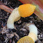 Bridal veil Fungi