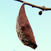Promethea Silk Moth Cocoon