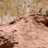 Red-and-Yellow Barbets