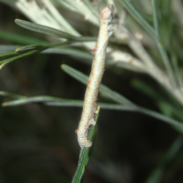 Oenochroma Vinaria Caterpillar Project Noah