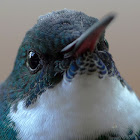 White-throated Hummingbird