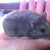 Bolt the Russian dwarf hamster