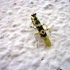 Spiny Flower mantis