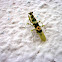 Spiny Flower mantis