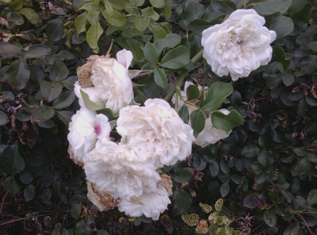 white rose bush