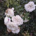 white rose bush