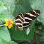 Longwing Zebra Butterfly
