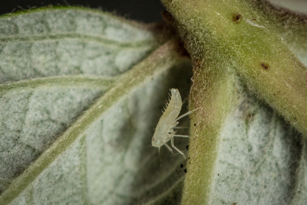 Planthopper Nymph