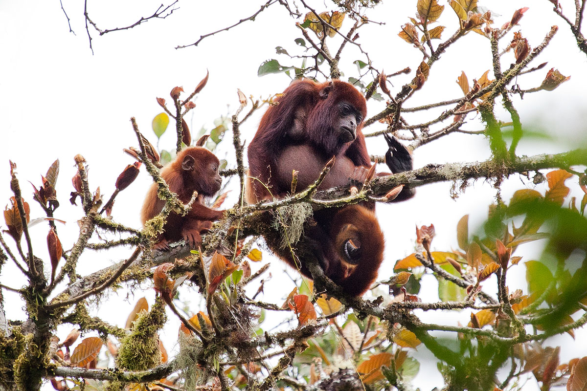 Colombian Red Howler Monkey