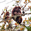 Colombian Red Howler Monkey