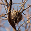 Yellow Warbler Nest