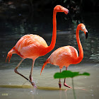 American Flamingo or Caribbean Flamingo
