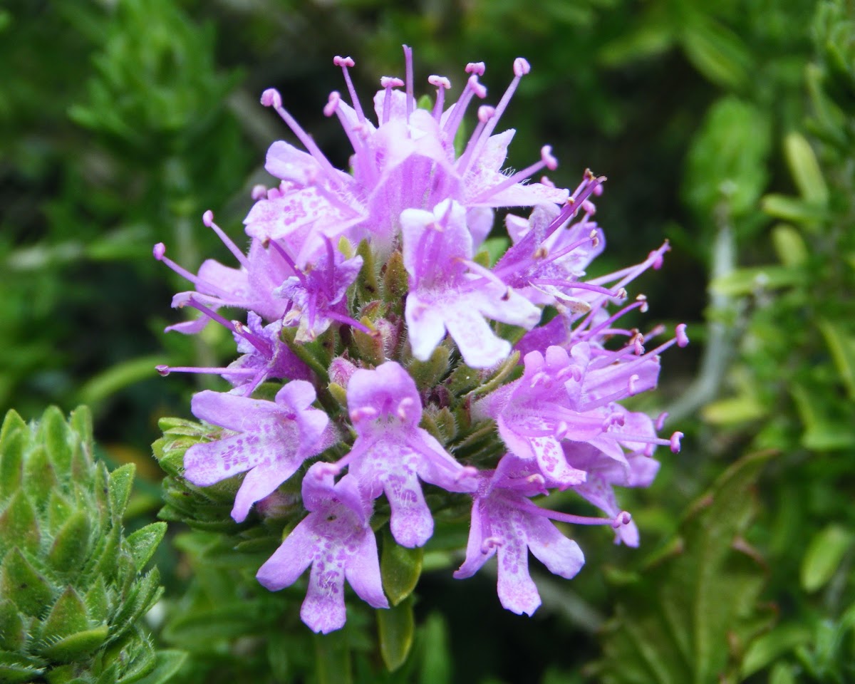 Mediterranean Thyme Project Noah