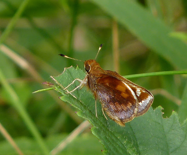 Zabulon Skipper Project Noah