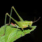 Bush katydid (female)