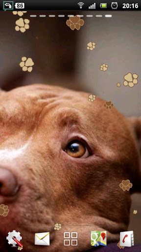 免費下載個人化APP|Pitbull Dog Live Wallpaper app開箱文|APP開箱王