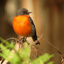 Flame Robin (male)