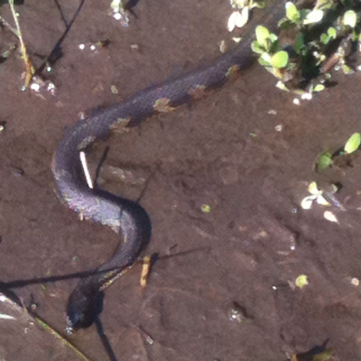 Banded water snake