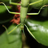 Thunberg’s Stick-insect