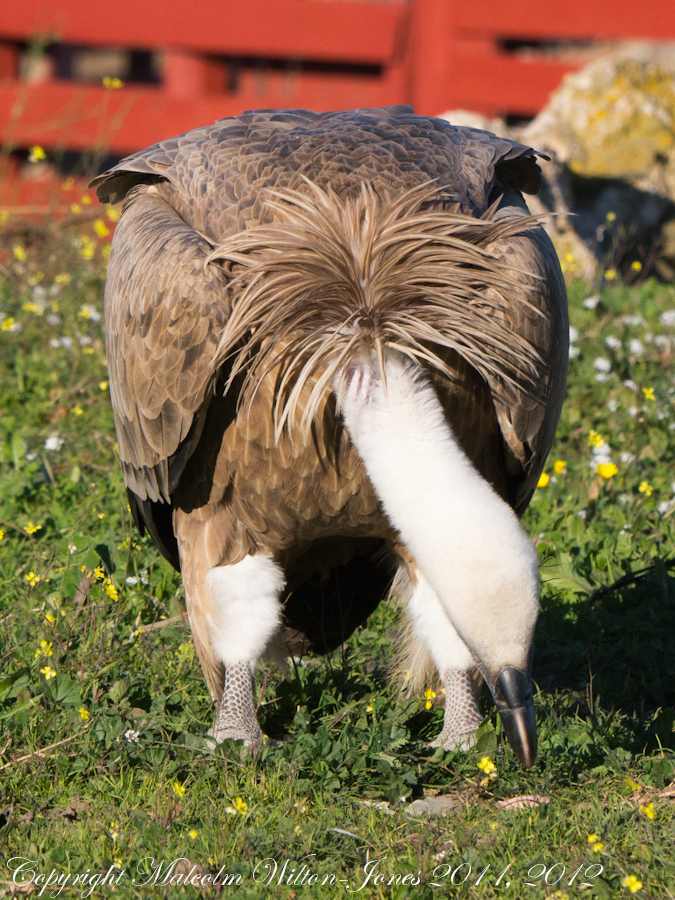 Griffon Vulture; Buitre Leonado