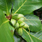 Amendoeira (Almond tree/Badamier)