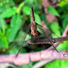 Neurothemis Dragonfly ♀