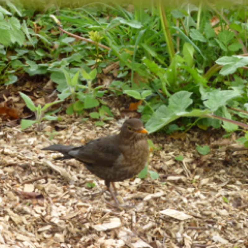 Black bird female