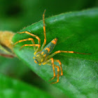 Iridescent Lynx Spider