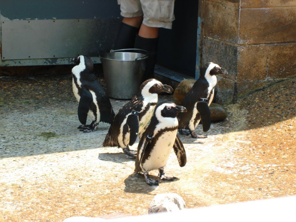 Black-Footed Penguin