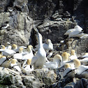 Gannet