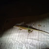 Anole, green to brown