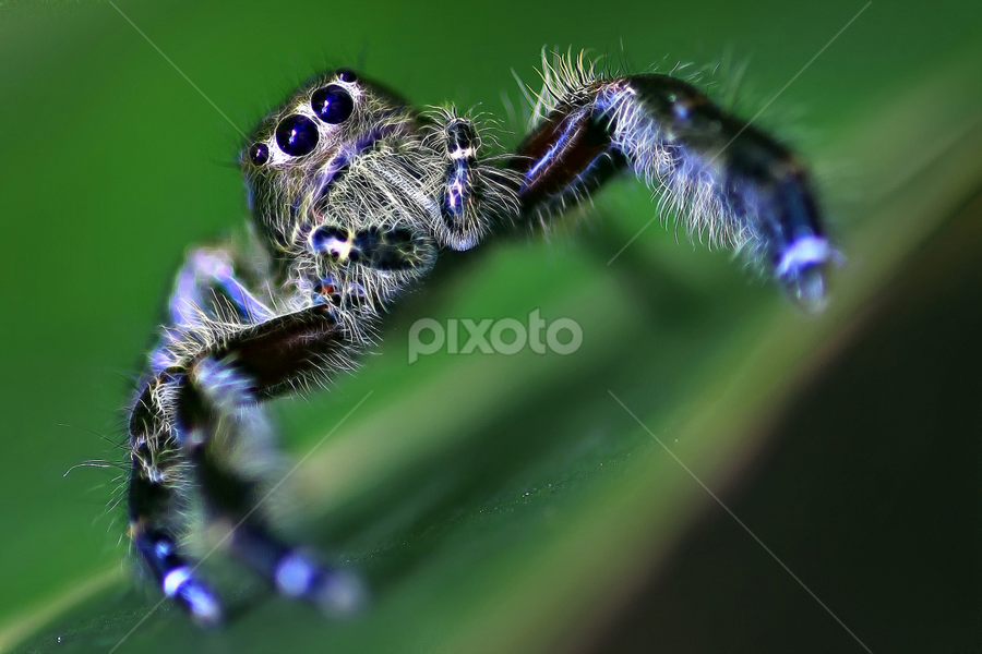 by A Friyana Wiradikarta - Uncategorized All Uncategorized