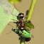 Green immigrant leaf weevil & acrobat ants