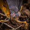 Guieafowl butterfly