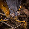 Guieafowl butterfly