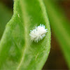 Scymnus frontalis larva