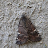 Orange Underwing