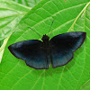 Blue Duskywing butterfly
