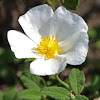 White Rock Rose