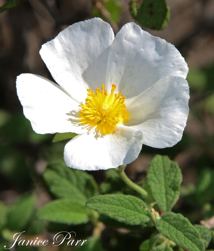 White Rock Rose