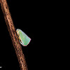 Geisha mariginellus planthopper