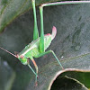 Mexican Bush Katydid nymph