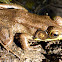 Green or Bronze Frog