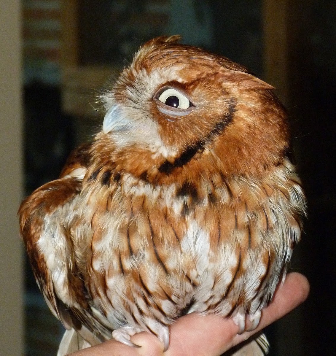 Eastern screech owl (red phase)